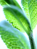 Sage Leaves