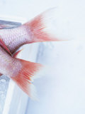 Buy Tail Fins of Two Blue Spotted Seabream at AllPosters.com