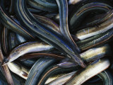 Buy Eels at AllPosters.com