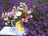 Roses on a Stool in a Field of Lavender