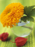 Sunflower (Variety Teddy Bear) in Glass Vase, Chinese Lanterns