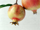 Buy Two Pomegranates at AllPosters.com