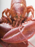 Buy Cooked Lobster at AllPosters.com