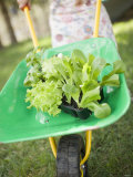 Buy Child Pushing Wheelbarrow Containing Lettuce & Basil Plants at AllPosters.com
