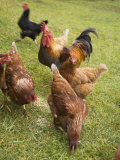 Free-Range Hens in a Field