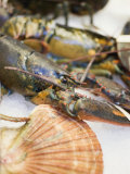 Buy Fresh Lobster on Ice at AllPosters.com
