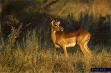 Buy Planet Earth- Antelope at AllPosters.com