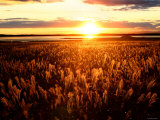 Japanese Pampas Grass