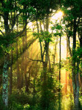 Buy Sunbeams Through the Trees at AllPosters.com
