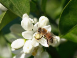 Bee and Orange Blossoms
