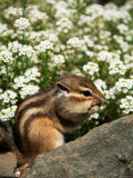 Buy Chipmunk at AllPosters.com