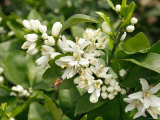 Mandarin Orange Blossoms