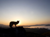 Fox and Sunrise