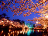 Cherry Blossoms and Takada Castle