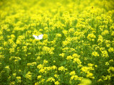 Butterfly in the Rape Field