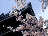 Buy Cherry Blossoms, Matsue Castle, Shimane, Japan at AllPosters.com