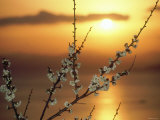 Plum Blossoms at Sunset, Ehime, Shikoku, Japan