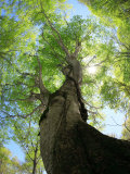 Buy Birch Tree at AllPosters.com
