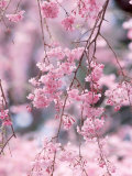 Weeping Cherry Tree