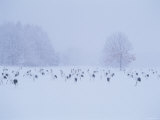Cranes