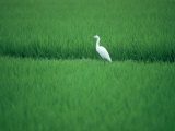 A Heron in a Rice Field, Ehime, Japan