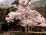 Old Farm House and Cherry Blossoms