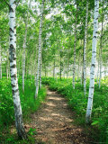 White Birch Lane
