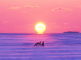Pair of Fox in Winter Morning
