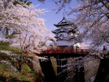 Cherry Blossoms and Hirosaki Castle Photographic Print