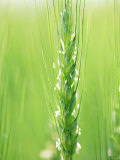 Buy Wheat Flowers at AllPosters.com
