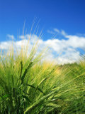 Buy Barley at AllPosters.com