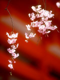 Cherry Blossoms