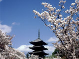 Pagoda & Cherry Blossoms, Kyoto, Japan