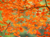 Maple Leaves