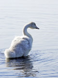 Young Swan