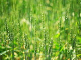 Buy Wheat Flowers at AllPosters.com