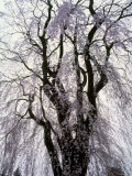Weeping Cherry Tree
