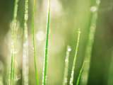 Morning Dew on Grass Leaves