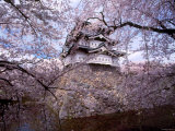 Buy Castle and Cherry Blossoms at AllPosters.com
