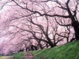Row of Cherry Trees