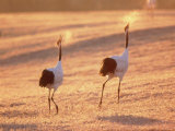 A Pair of Cranes, Tsurui Village, Hokkaido, Japan