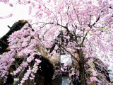 Old Farm House and Cherry Blossoms