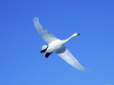 Swan