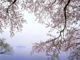 Cherry Blossoms and Lake Biwa