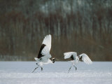 Cranes