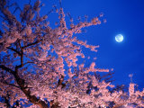 Cherry Blossoms and Full Moon