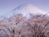 Cherry Blossoms and Mt. Fuji