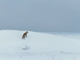 Fox in Snow