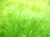 Buy Barley at AllPosters.com