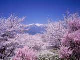 Cherry Blossoms and Mountains